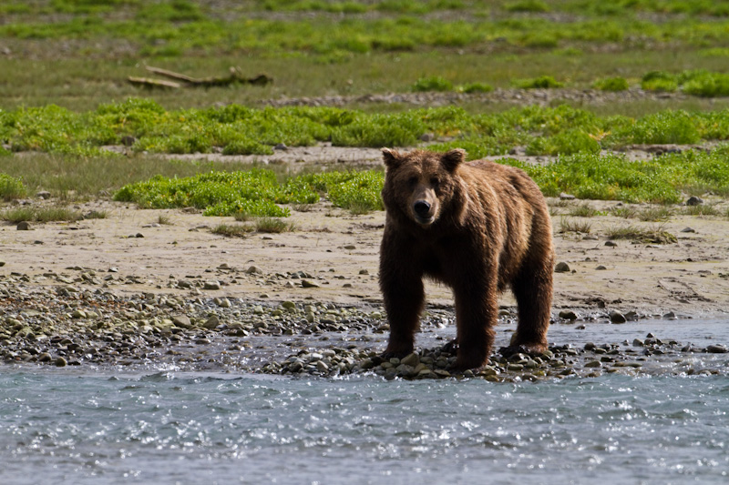 Grizzly Bear Watching For Salmon